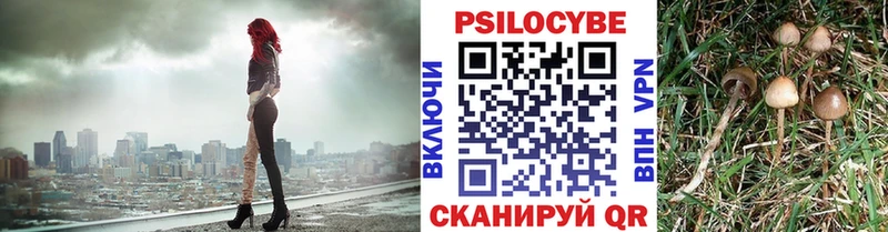 Купить где  Покровск  Галлюциногенные грибы Psilocybe 